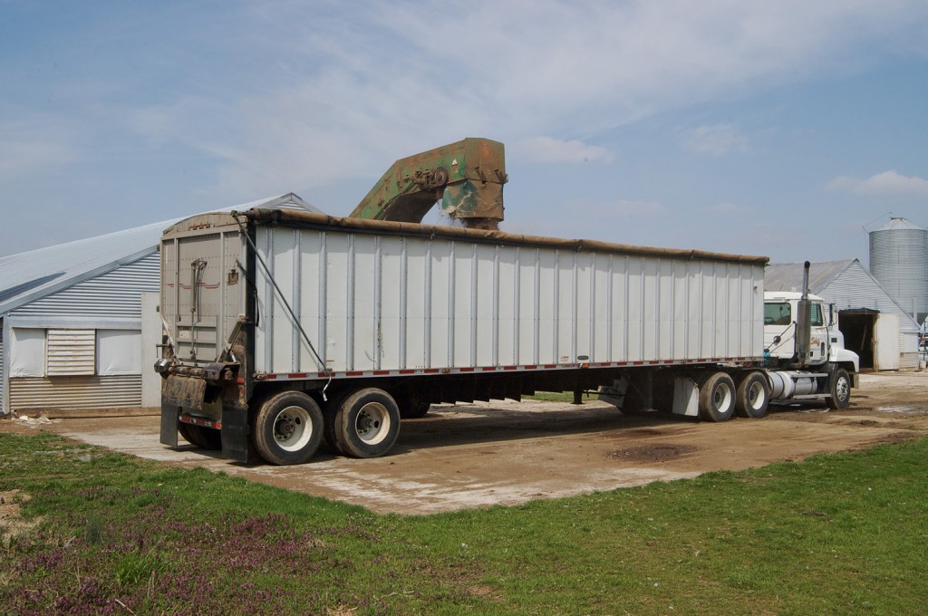 Chicken litter gets loaded on a truck headed to a Perdue processing plant.