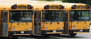 School buses (photo by Twix)