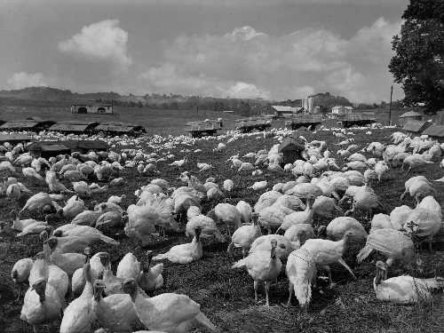 Old free-range turkey farm (Photo by A. Aubrey Bodine; copyright Jennifer B. Bodine) 