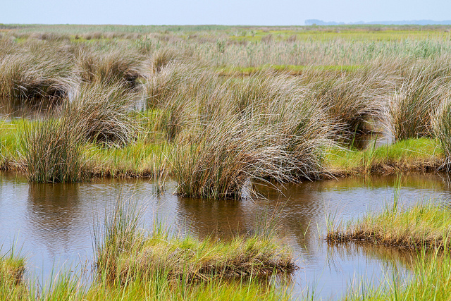 Crisfield marsh (By chesbayprogram on flickr)