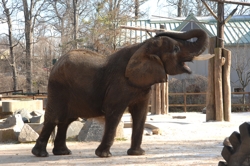 African-Elephant at Maryland Zoo in Baltimore (Photo by Jeffrey F. Bill)