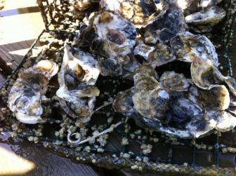 Oysters by tenplaces with flickr