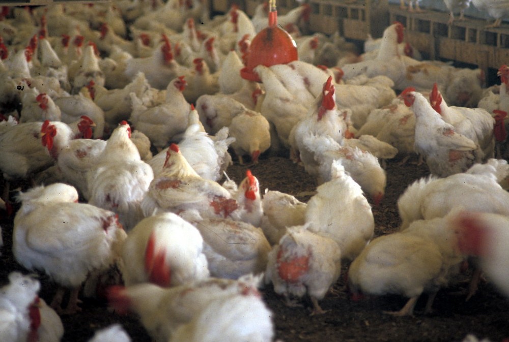 Bill to cleanup chicken manure pits environmental groups against poultry industry
