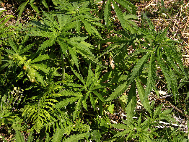 Rascovar: Spoils system back on Md.’s marijuana licensing