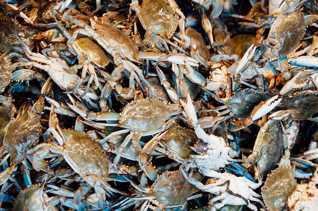 Revisiting ‘Beautiful Swimmers’: Pollution, hardened shores threaten crabs as much as overfishing