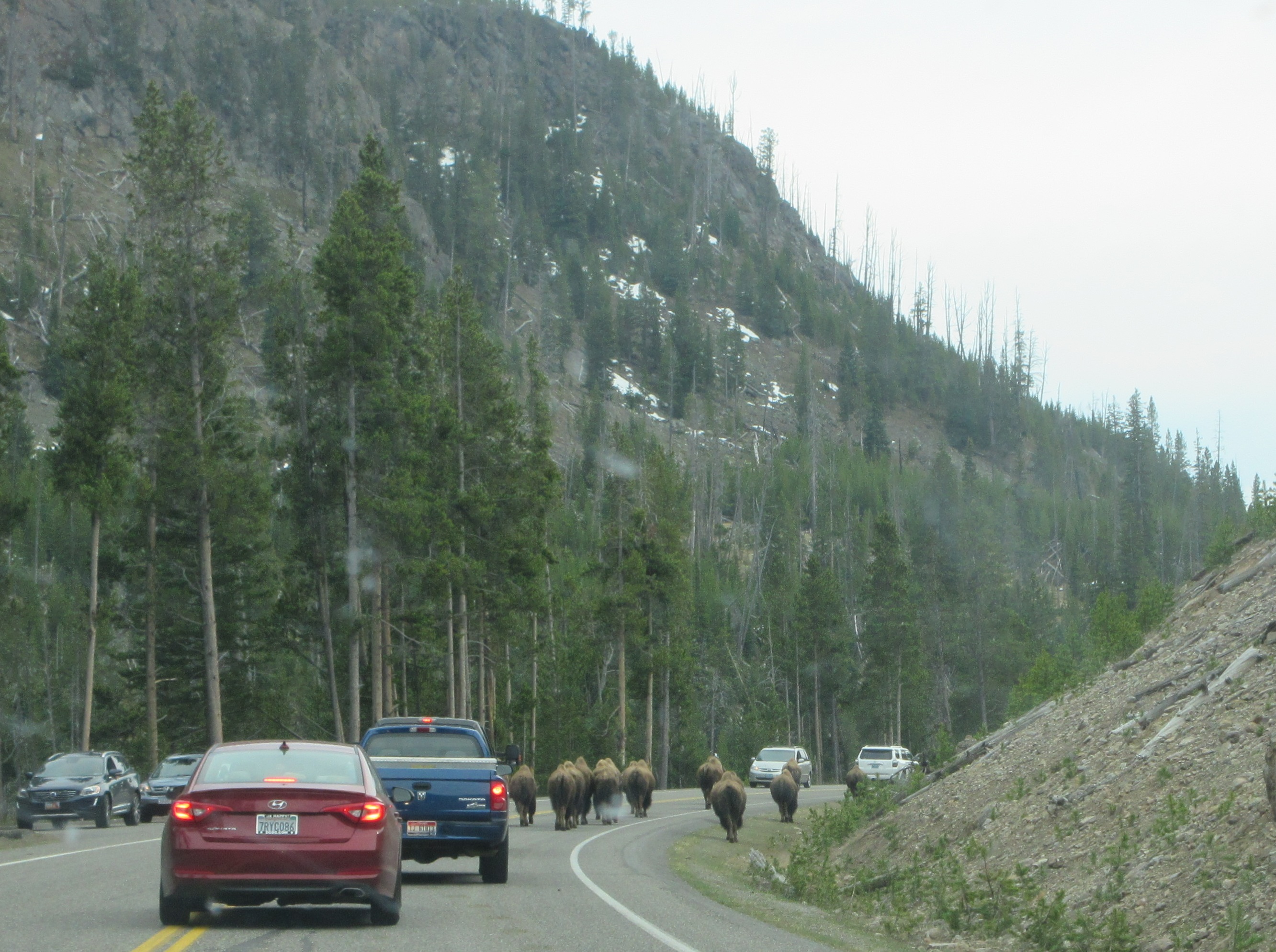 Bison in road