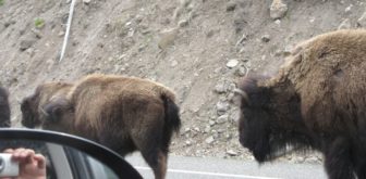 Passing bison on the road in Yellowstone.