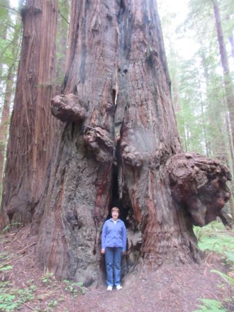 Maureen Kelley with gnarly redwood.