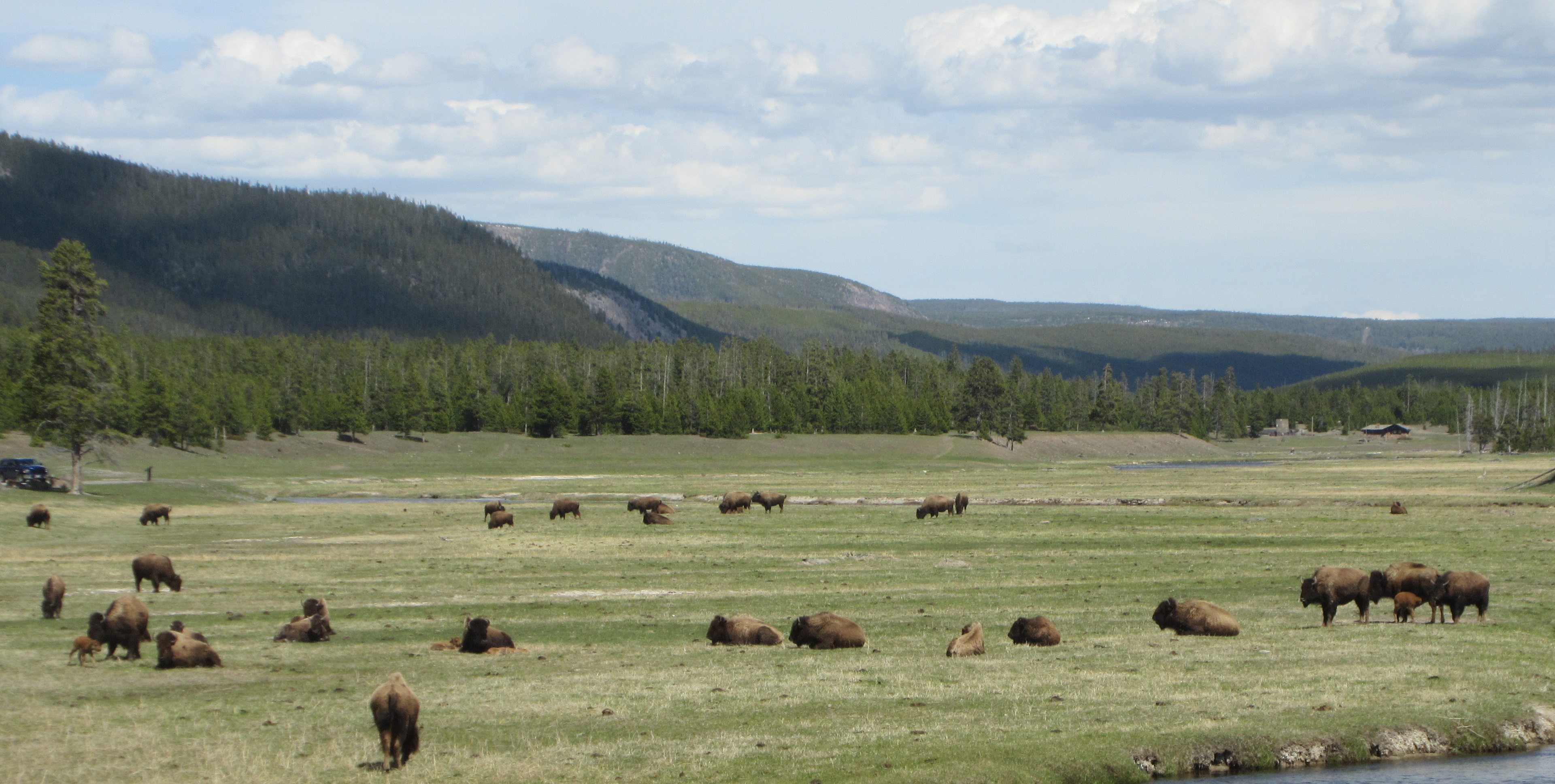 bison herd in field
