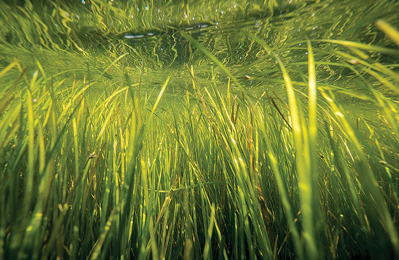 Bay underwater grasses up 8%; highest acreage in decades is sign of health
