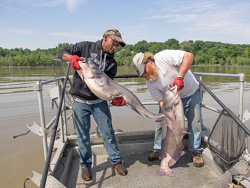 Controlling the big, tasty and invasive wild blue catfish