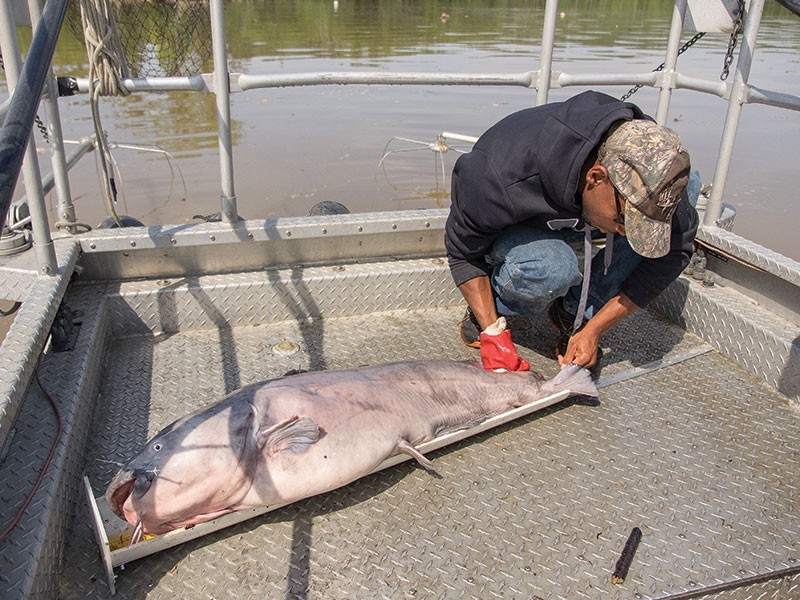 New federal regulation of blue catfish may be eased