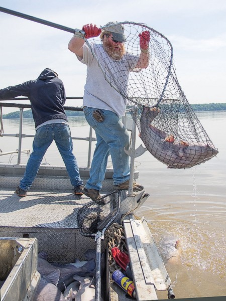 Controlling The Big, Tasty And Invasive Wild Blue Catfish ...