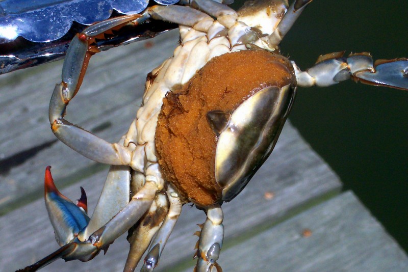 blue crab eggs