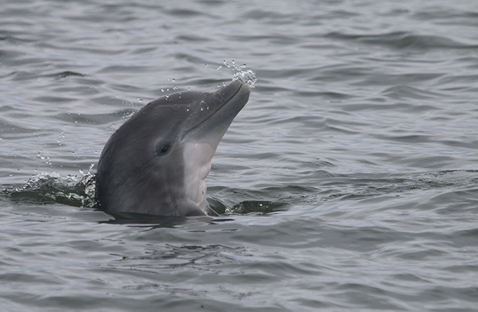Scientists witness dolphin give birth in the Potomac River