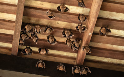 Maryland Bat Removal Tips For Identifying If You Have Bats In Your Roof