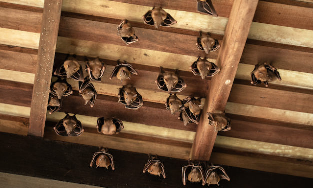 Maryland Bat Removal Tips For Identifying If You Have Bats In Your Roof