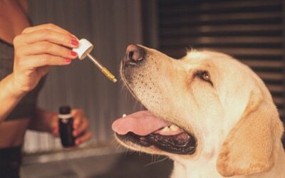 Why CBD Oil Can be Used for Treating Cancer in Pets