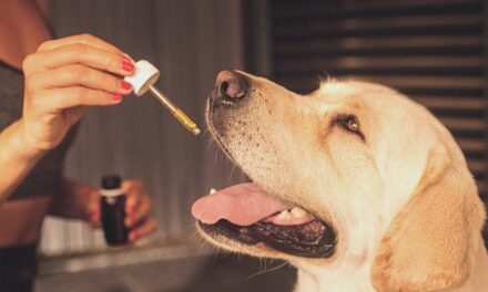 Why CBD Oil Can be Used for Treating Cancer in Pets