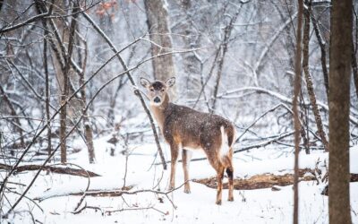 Hunters oppose commercialization of deer hunting