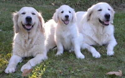 Maryland bill would allow therapy dogs in schools