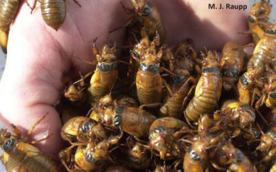 Cicadas will soon invade the state of Maryland