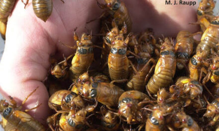 Cicadas will soon invade the state of Maryland
