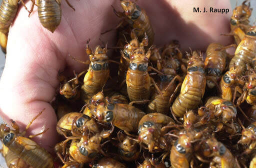Cicadas will soon invade the state of Maryland