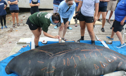 Tale of survival continues for Chesapeake’s famous manatee