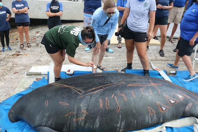 Tale of survival continues for Chesapeake’s famous manatee