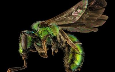 Never mind the honeybee: Maryland researchers want more buzz over saving native bee species