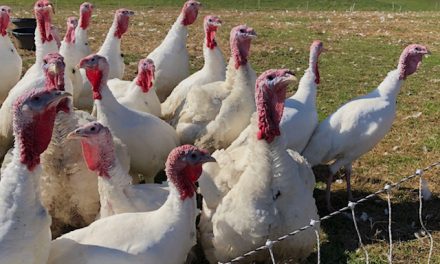 Maryland turkey farmers have high sales and high costs