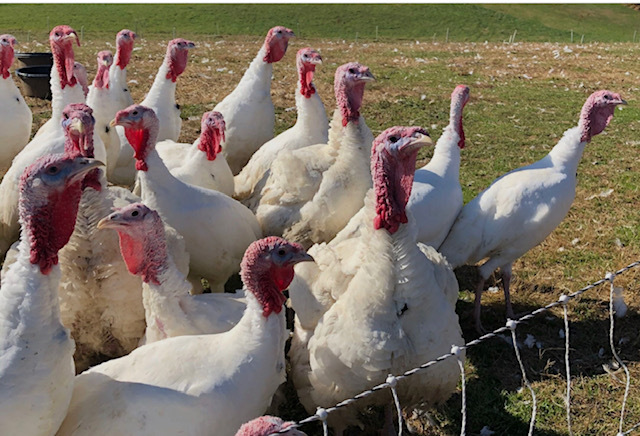 Maryland turkey farmers have high sales and high costs