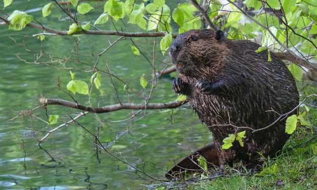 Leave it to beavers: Can they help rebuild a better Chesapeake?