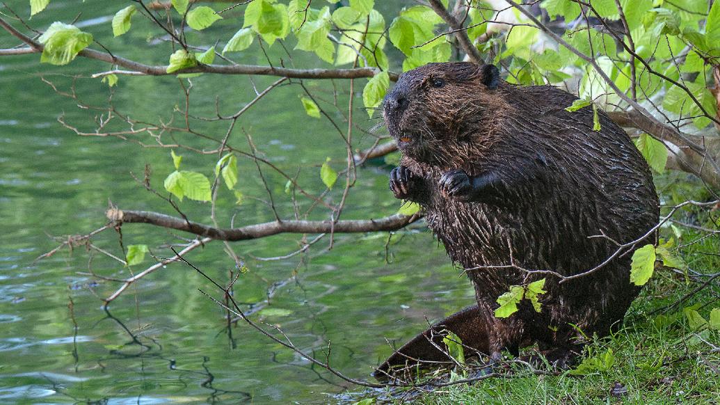 Leave it to beavers: Can they help rebuild a better Chesapeake?