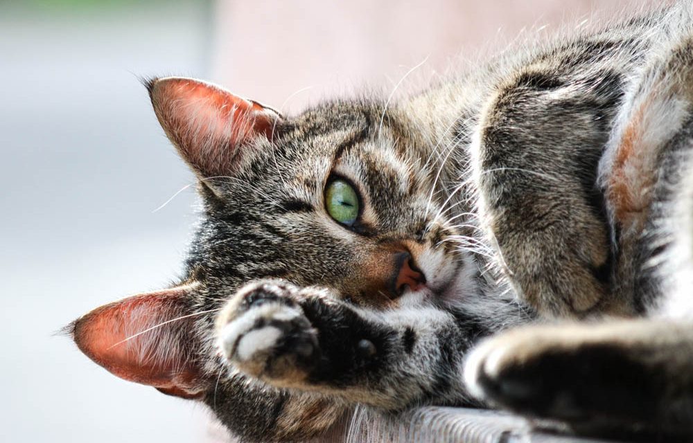 Getting to Know Your Cat Beyond the Basics