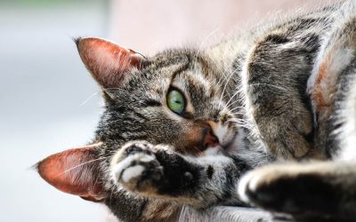 Getting to Know Your Cat Beyond the Basics