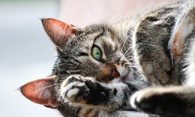Getting to Know Your Cat Beyond the Basics