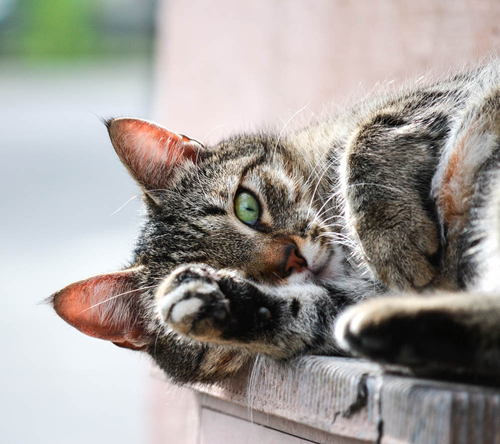 what-cat-owners-can-learn-from-modern-genetic-technology