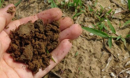 4 Tips For Successful Worm Farming At Home