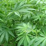 Maryland voters’ ability to determine legal recreational marijuana hangs on Hogan’s pen