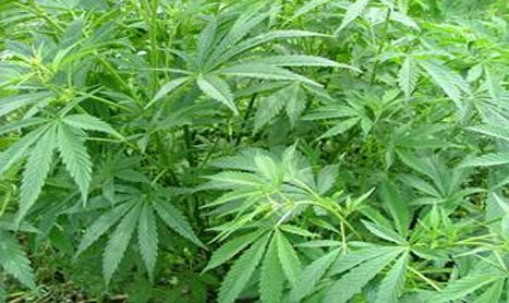 Maryland voters’ ability to determine legal recreational marijuana hangs on Hogan’s pen