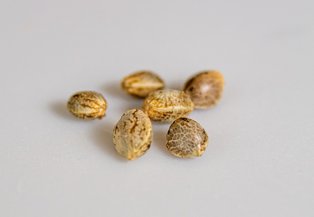 Seed Banks that Ship to the USA: Top 8 Most Reputable