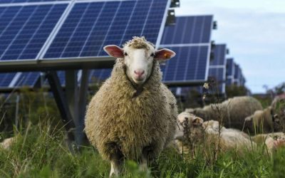 Sheep graze beneath the solar panels: a winning solution