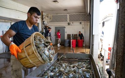 Maryland, Virginia clamp down on crab harvests; cuts imposed as crab population hits record-low