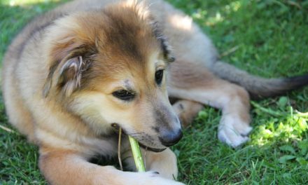 Fresh Breathies Dog Dental Chews Reviews – Fix Dog Bad Breath with This Remedy
