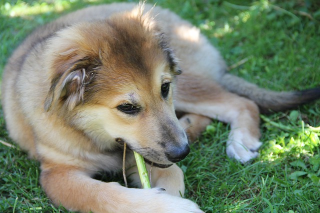 Fresh Breathies Dog Dental Chews Reviews – Fix Dog Bad Breath with This Remedy