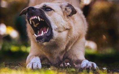 Dog Bites: Should You Seek Medical Attention?