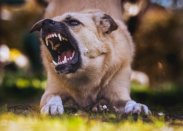 Dog Bites: Should You Seek Medical Attention?