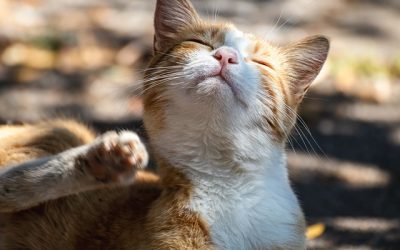 Is your cat scratching and biting everything in view? Prevent it with these amazing tricks!